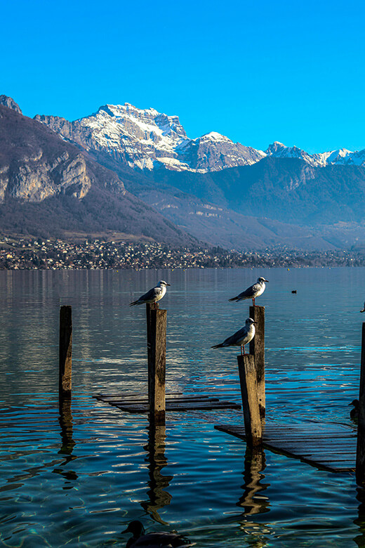 Photo of Lake Annecy with mountain in background and seagulls on stilts
